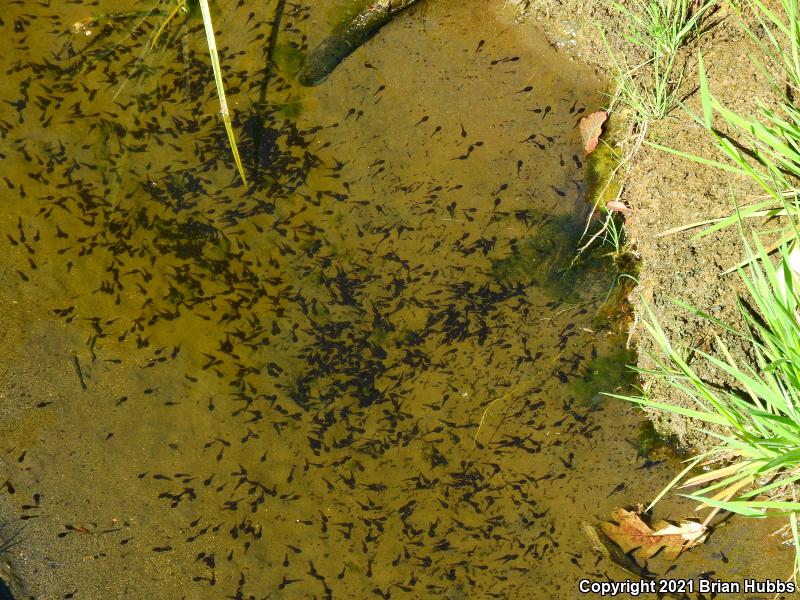 Southern California Toad (Anaxyrus boreas halophilus)