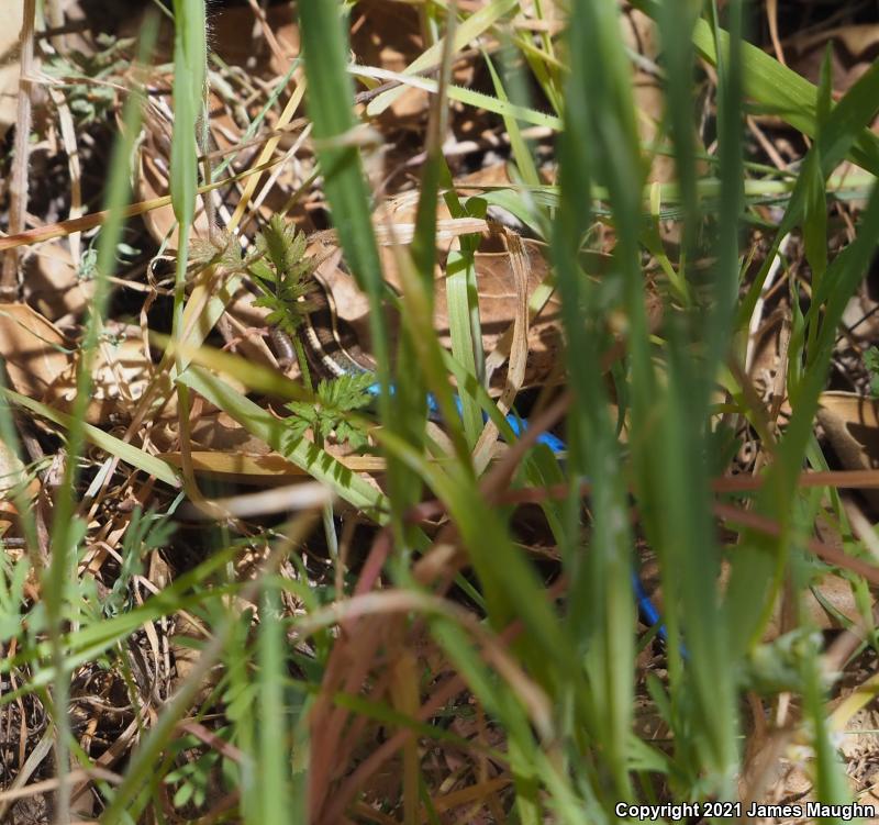 Western Skink (Plestiodon skiltonianus skiltonianus)