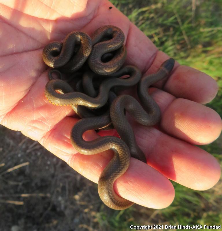 San Bernardino Ring-necked Snake (Diadophis punctatus modestus)