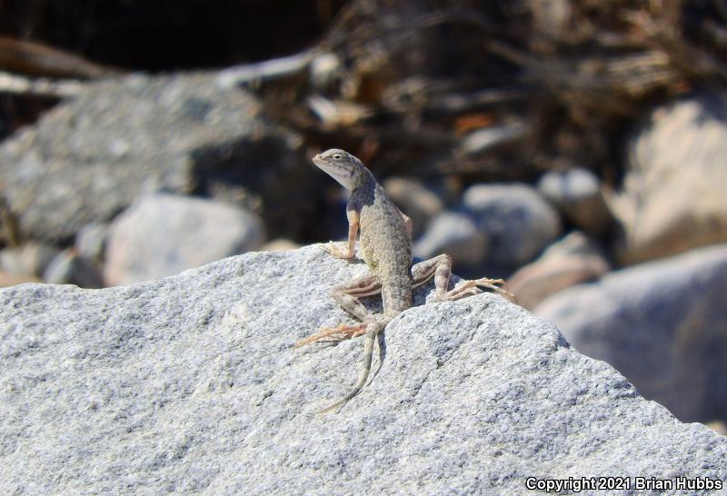 Western Zebra-tailed Lizard (Callisaurus draconoides rhodostictus)