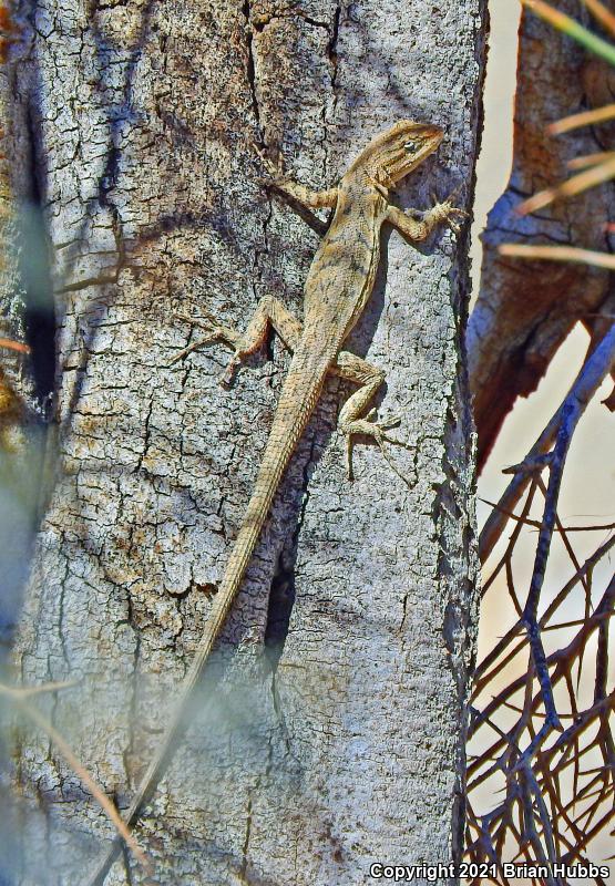 Western Long-tailed Brush Lizard (Urosaurus graciosus graciosus)