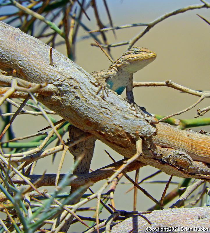 Western Long-tailed Brush Lizard (Urosaurus graciosus graciosus)