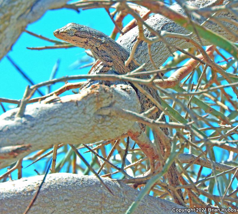 Western Long-tailed Brush Lizard (Urosaurus graciosus graciosus)