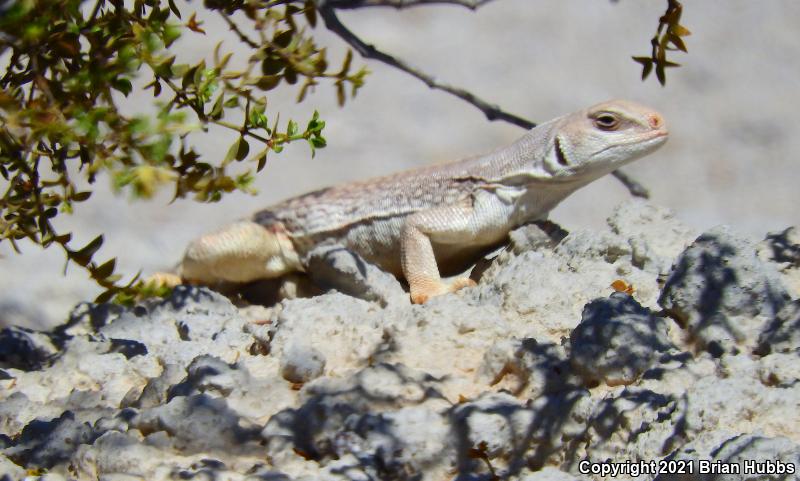 Northern Desert Iguana (Dipsosaurus dorsalis dorsalis)