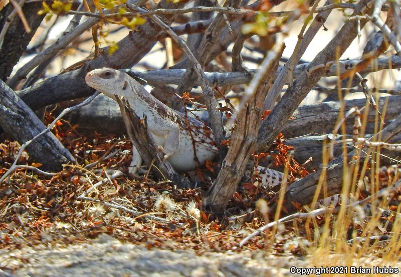 Northern Desert Iguana (Dipsosaurus dorsalis dorsalis)