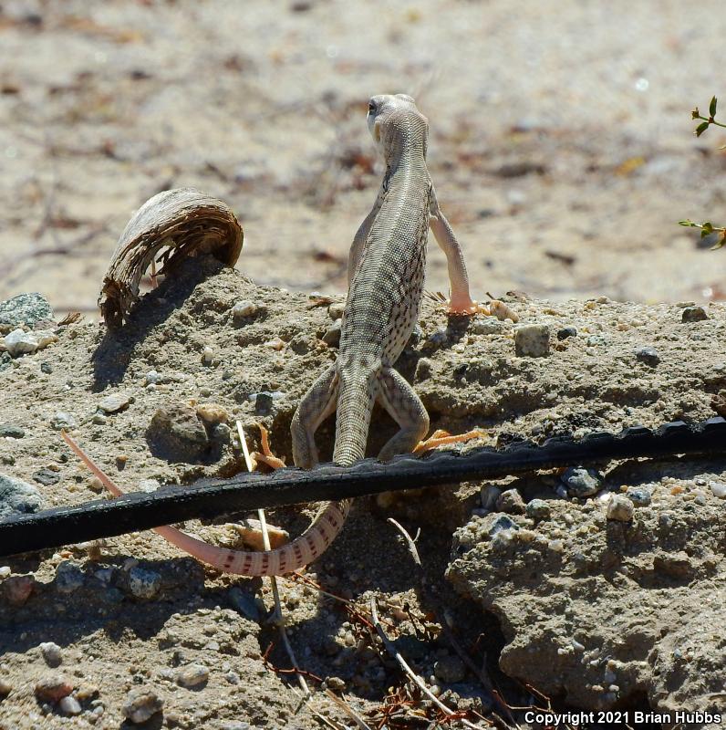 Northern Desert Iguana (Dipsosaurus dorsalis dorsalis)