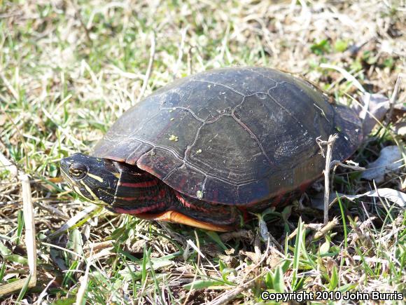 Midland Painted Turtle (Chrysemys picta marginata)