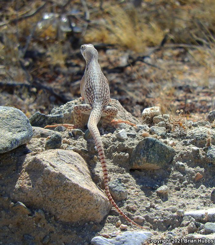 Northern Desert Iguana (Dipsosaurus dorsalis dorsalis)