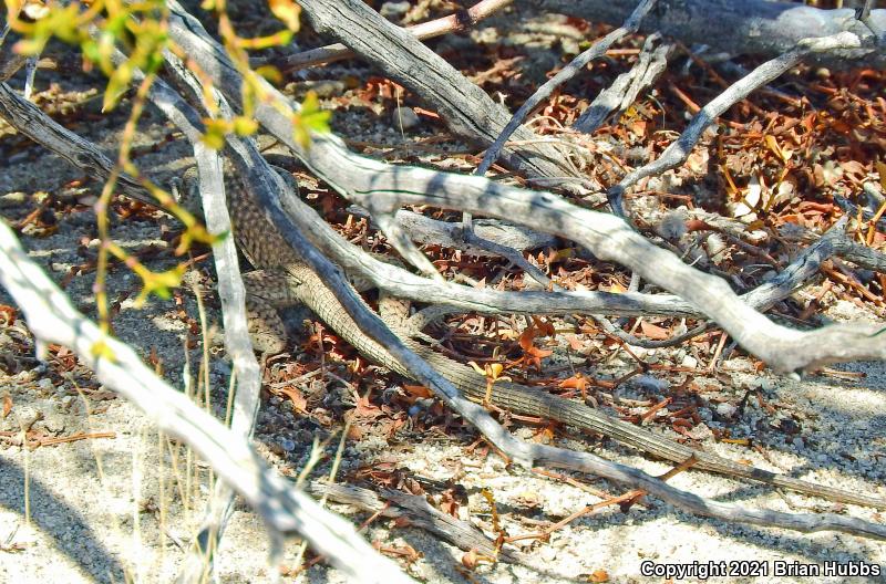Great Basin Whiptail (Aspidoscelis tigris tigris)