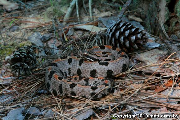 Western Pigmy Rattlesnake (Sistrurus miliarius streckeri)