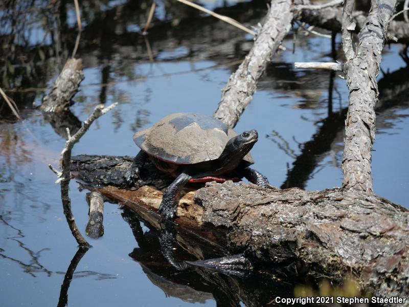 Northern Red-bellied Cooter (Pseudemys rubriventris)