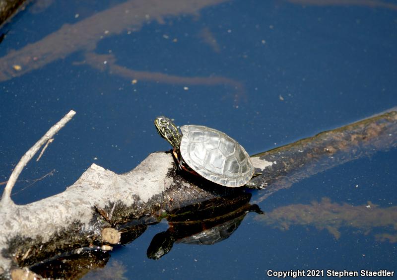 Northern Red-bellied Cooter (Pseudemys rubriventris)