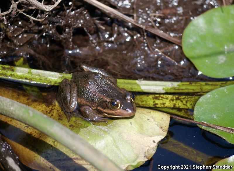 Carpenter Frog (Lithobates virgatipes)