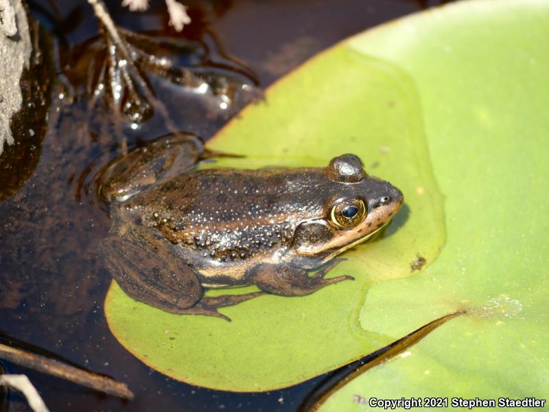 Carpenter Frog (Lithobates virgatipes)