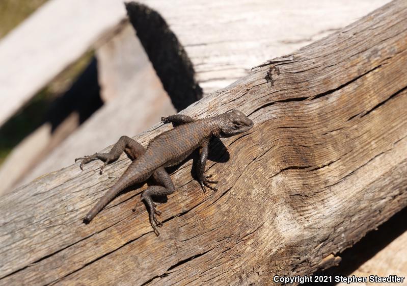 Eastern Fence Lizard (Sceloporus undulatus)