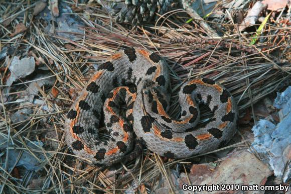 Western Pigmy Rattlesnake (Sistrurus miliarius streckeri)