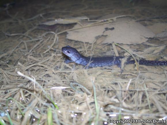 Blue-spotted Salamander (Ambystoma laterale)