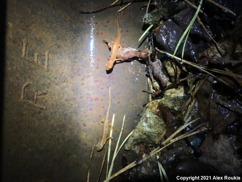 Red-Spotted Newt (Notophthalmus viridescens viridescens)