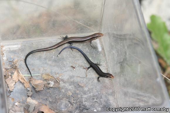 Southern Coal Skink (Plestiodon anthracinus pluvialis)