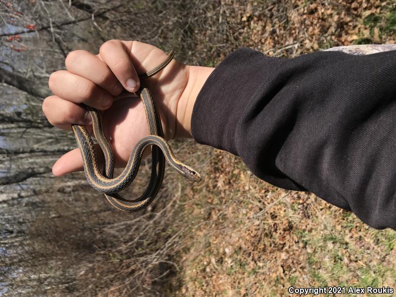 Eastern Ribbonsnake (Thamnophis sauritus sauritus)