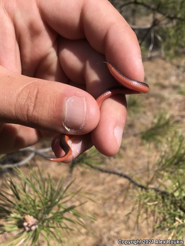 Eastern Wormsnake (Carphophis amoenus amoenus)