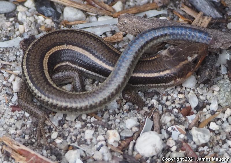 Western Skink (Plestiodon skiltonianus skiltonianus)