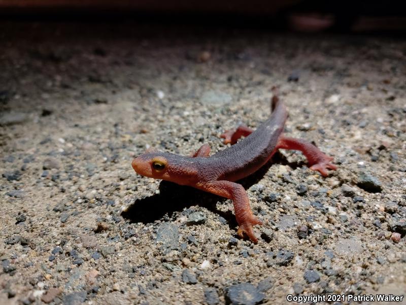 Sierra Newt (Taricha torosa sierrae)