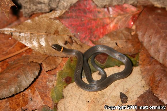 Mississippi Ring-necked Snake (Diadophis punctatus stictogenys)