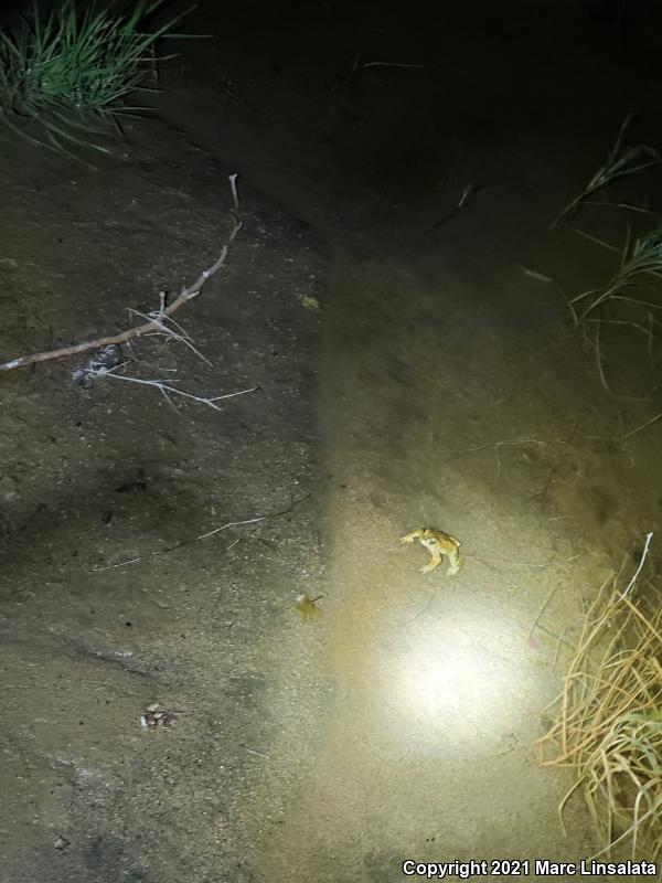 Southern California Toad (Anaxyrus boreas halophilus)