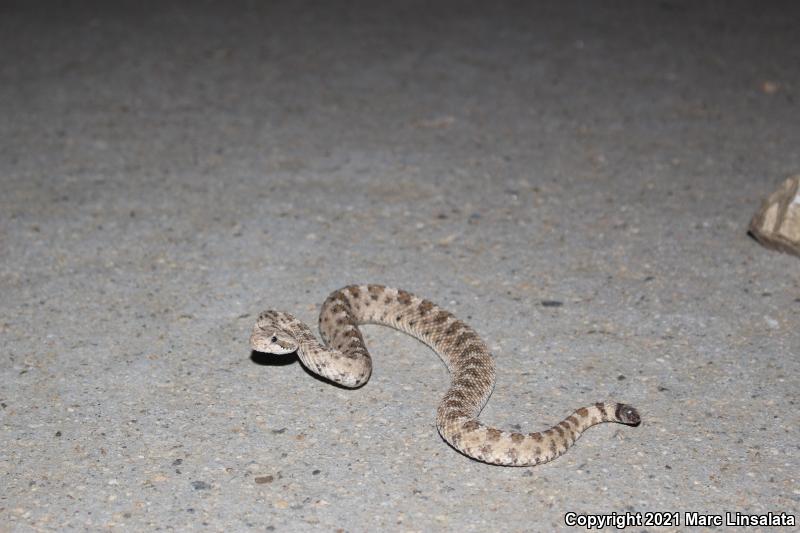 Mojave Desert Sidewinder (Crotalus cerastes cerastes)