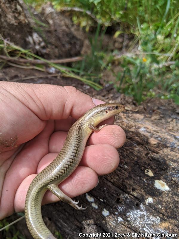 Western Redtail Skink (Plestiodon gilberti rubricaudatus)