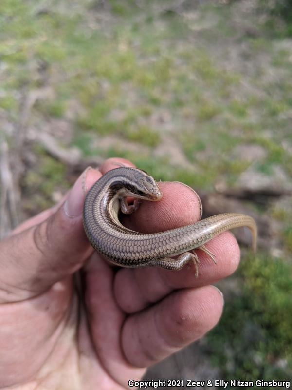 Western Redtail Skink (Plestiodon gilberti rubricaudatus)