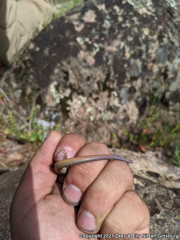 Western Redtail Skink (Plestiodon gilberti rubricaudatus)