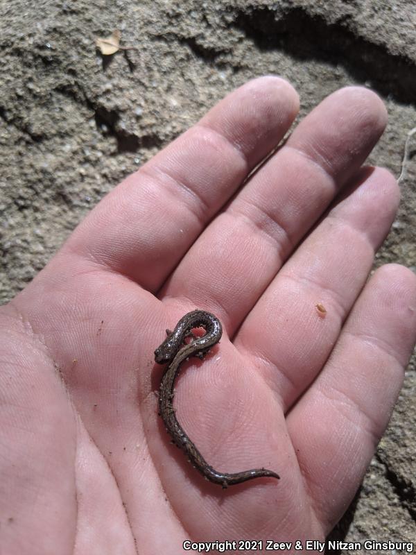 Garden Slender Salamander (Batrachoseps major major)