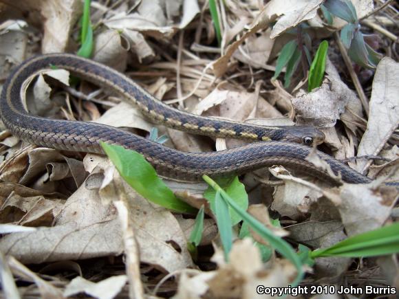 Chicago Gartersnake (Thamnophis sirtalis semifasciatus)