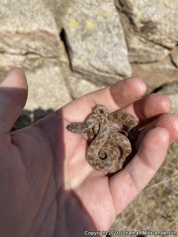 San Diego Nightsnake (Hypsiglena ochrorhyncha klauberi)