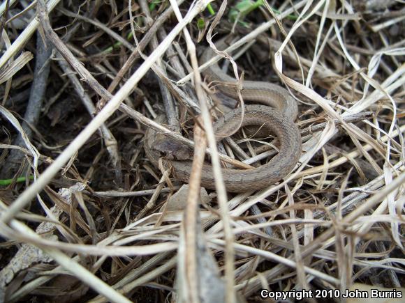 Midland Brownsnake (Storeria dekayi wrightorum)