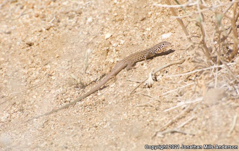 Coastal Whiptail (Aspidoscelis tigris stejnegeri)