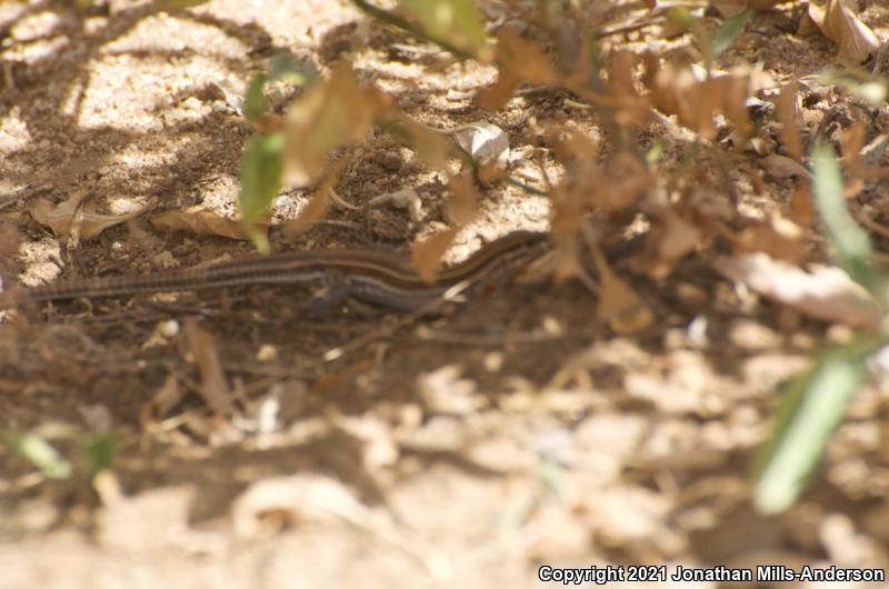 Belding's Orange-throated Whiptail (Aspidoscelis hyperythra beldingi)