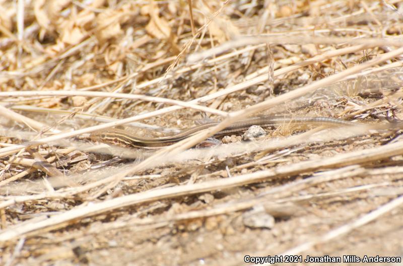 Belding's Orange-throated Whiptail (Aspidoscelis hyperythra beldingi)