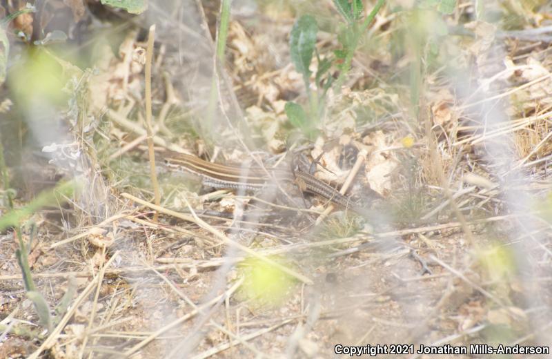 Belding's Orange-throated Whiptail (Aspidoscelis hyperythra beldingi)