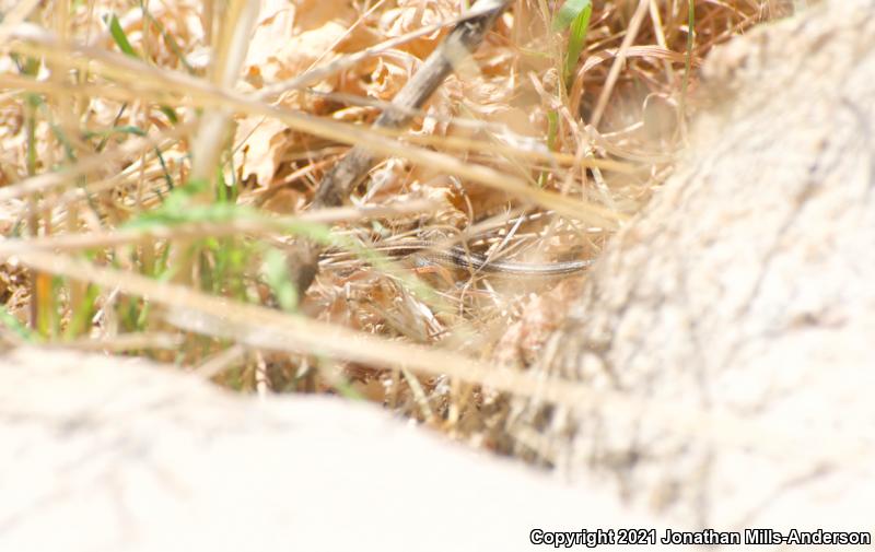 Belding's Orange-throated Whiptail (Aspidoscelis hyperythra beldingi)