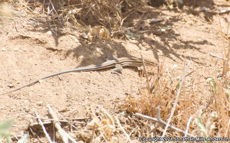 Belding's Orange-throated Whiptail (Aspidoscelis hyperythra beldingi)