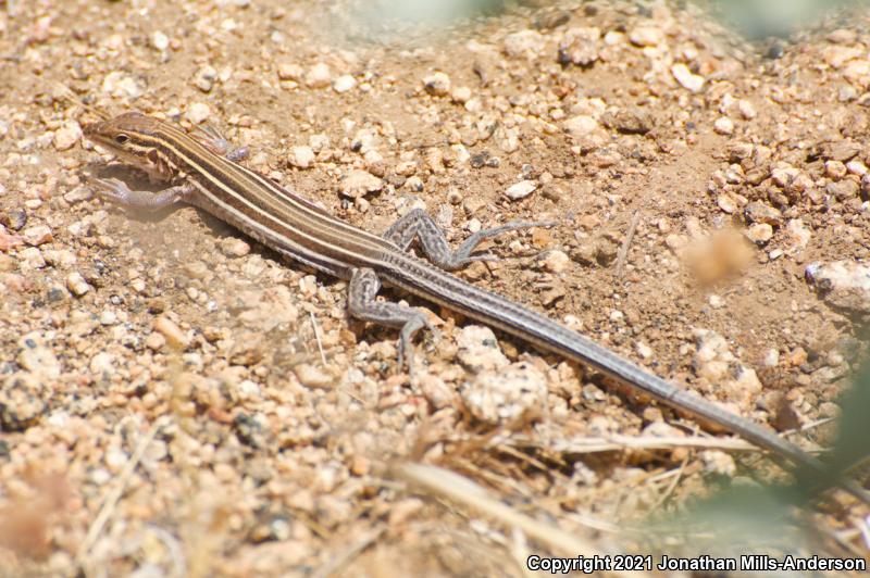 Belding's Orange-throated Whiptail (Aspidoscelis hyperythra beldingi)