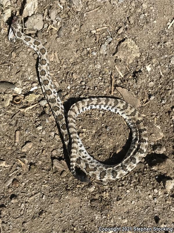 Great Basin Rattlesnake (Crotalus oreganus lutosus)