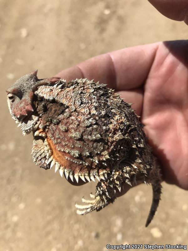 Greater Short-horned Lizard (Phrynosoma hernandesi)