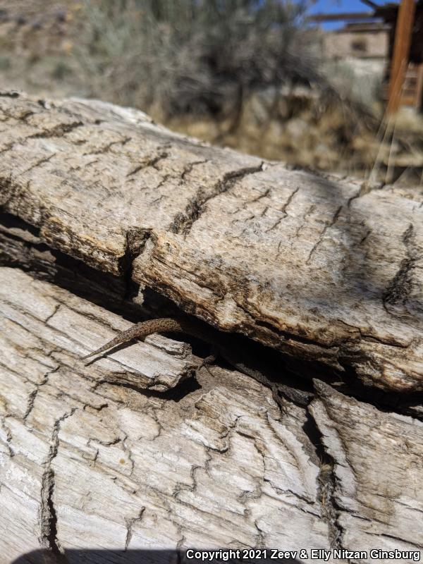 Desert Night Lizard (Xantusia vigilis vigilis)