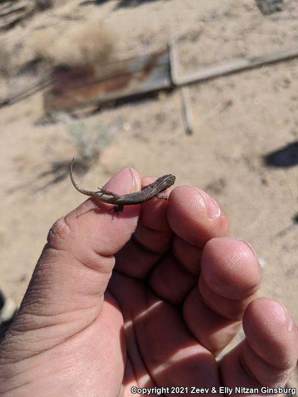 Desert Night Lizard (Xantusia vigilis vigilis)