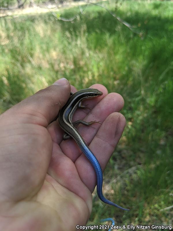 Western Skink (Plestiodon skiltonianus skiltonianus)