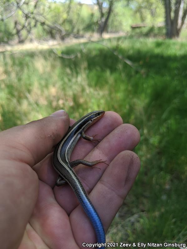 Western Skink (Plestiodon skiltonianus skiltonianus)